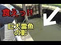 雷魚fishing 用水路の巨大雷魚に翻弄され続けるYATAROU君 snakehead fishing