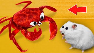 ? CRAB - Hamster Maze with Traps ️ [OBSTACLE COURSE]