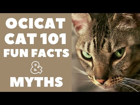 Video: Ocicat Katteopdræt Allergivenlige, Sundhed Og Levetid