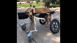 Why Animals Don't Have Wheels