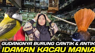 REJEKI MALAM KETEMU BURUNG CANTIK PALING DICARI COCOK BUAT PENGHUNI AVIARY
