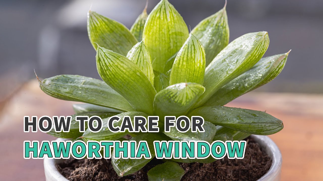 Best tips | How to care for Window Haworthia