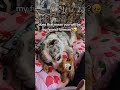 💔 Will You Be My Friend?🐾 Starlight Is Looking For A Best Friend #dogrescue #dogsofyoutube #rescue