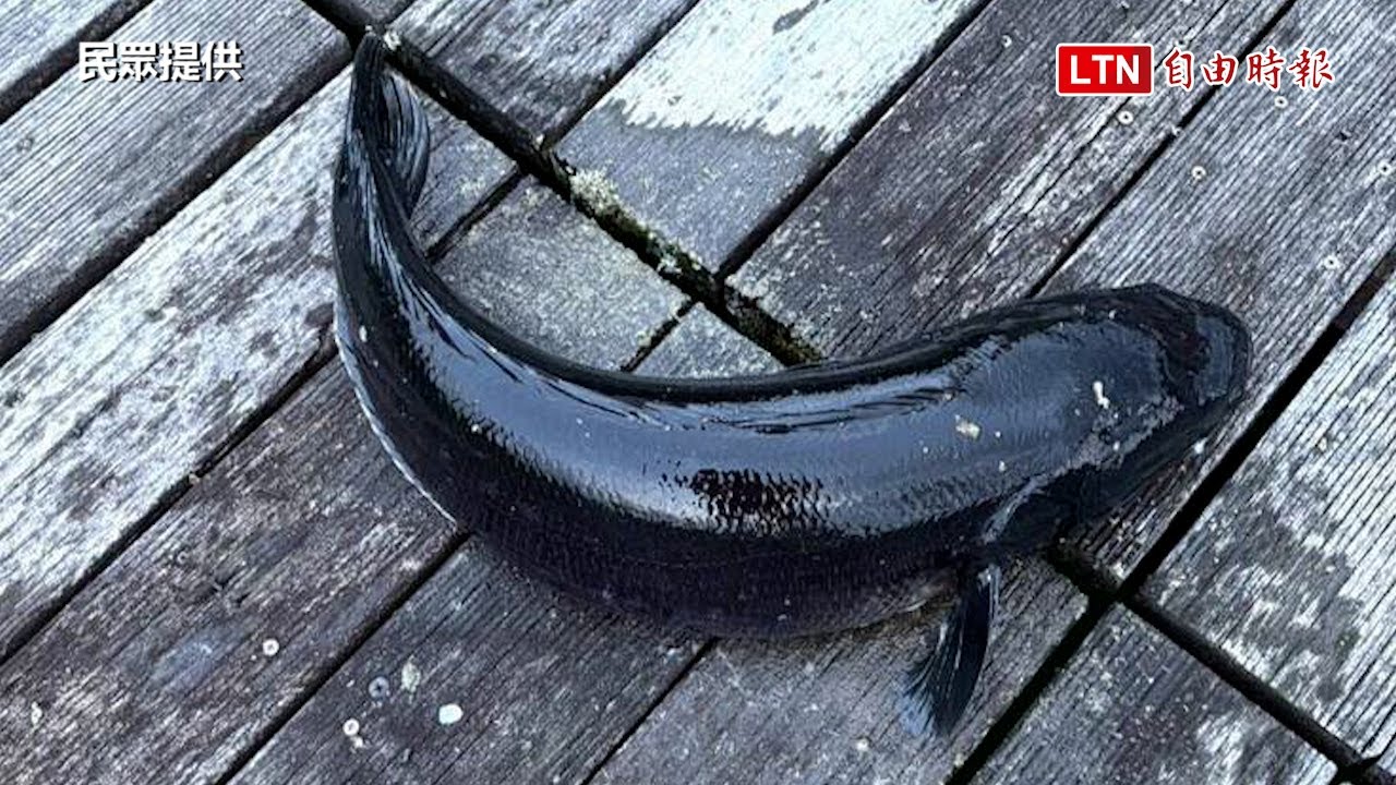 日月潭「獵虎」畫面曝！大魚虎跳岸逃生反自投羅網