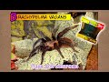 Brachypelma vagans - паук для новичков ● Террариум Exo Terra Nano 20x20x20
