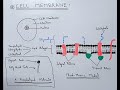 Structure of cell membrane  plasma membrane  fluid mosaic model  proteins lipids carbohydrates