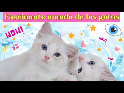 💝¿CÓMO es el MUNDO de los adorables GATOS?🤗 DESCUBRE 10 Curiosidades Felinas! hqdefault