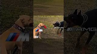 ///M vs AMG vs RS  #bmw #mercedes #audi #dogs #pitbull #doberman #husky #sigma
