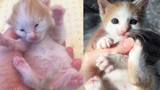 Rescue Only Survived Kitten Was Rejected by His Mom Because Her Eye Was In Rough Condition