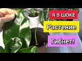 ФИЛОДЕНДРОН РЕАНИМАЦИЯ. Комнатные цветы.