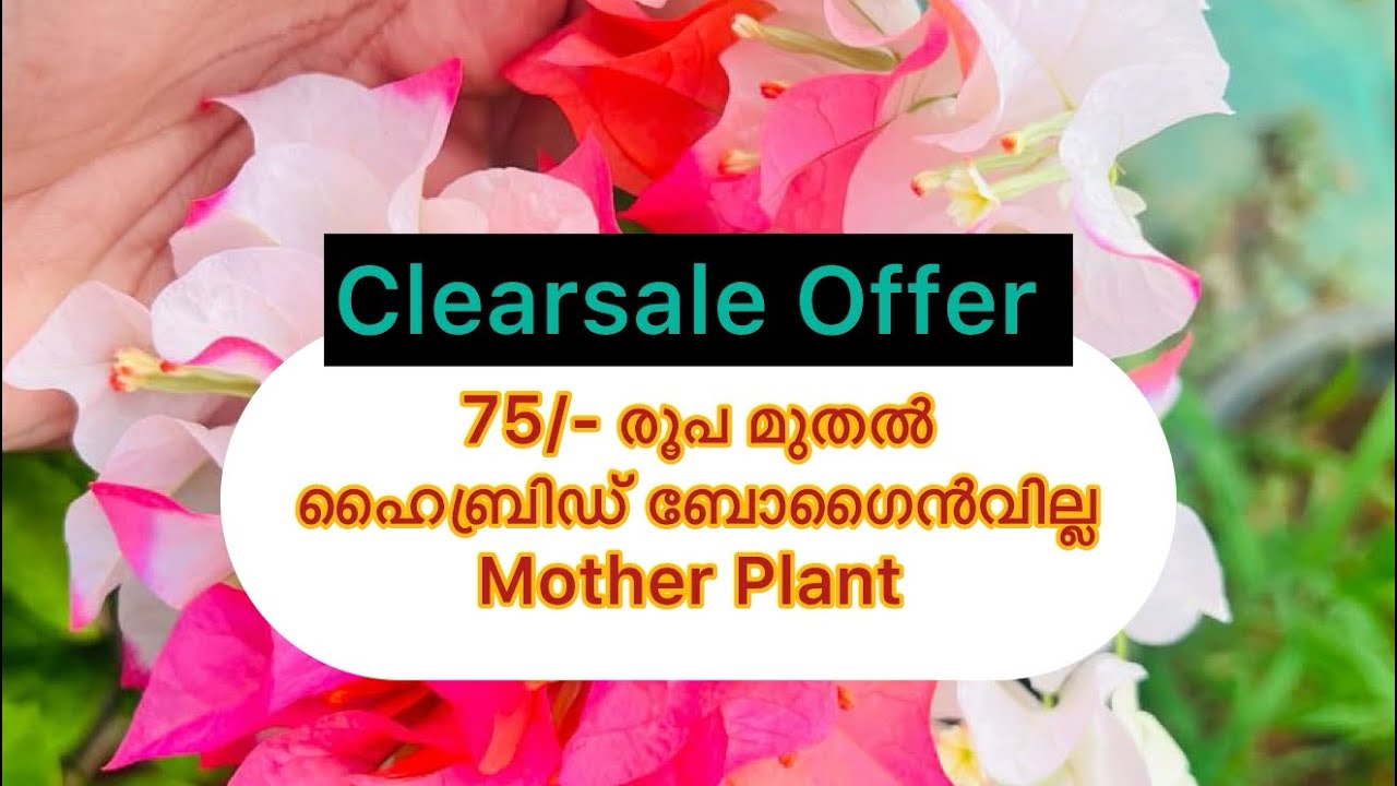 #Viral Sale video Clearance Sale  #Hybrid Bogainvilla mother Plants ₹75/- only ക്ലീറൻസ് Sale ഓഫർ 