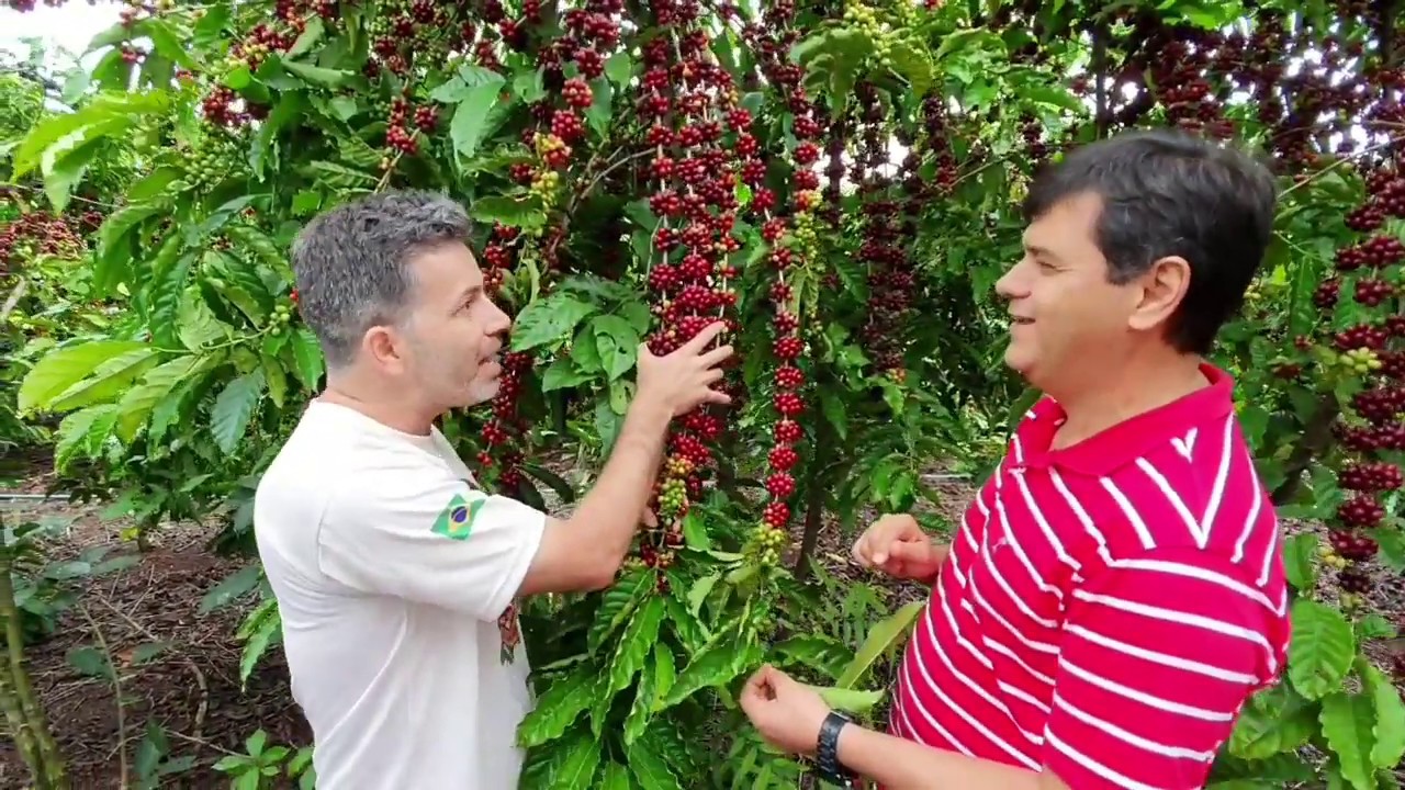 Coffea arabica e Coffea canephora: diferenças entre as espécies