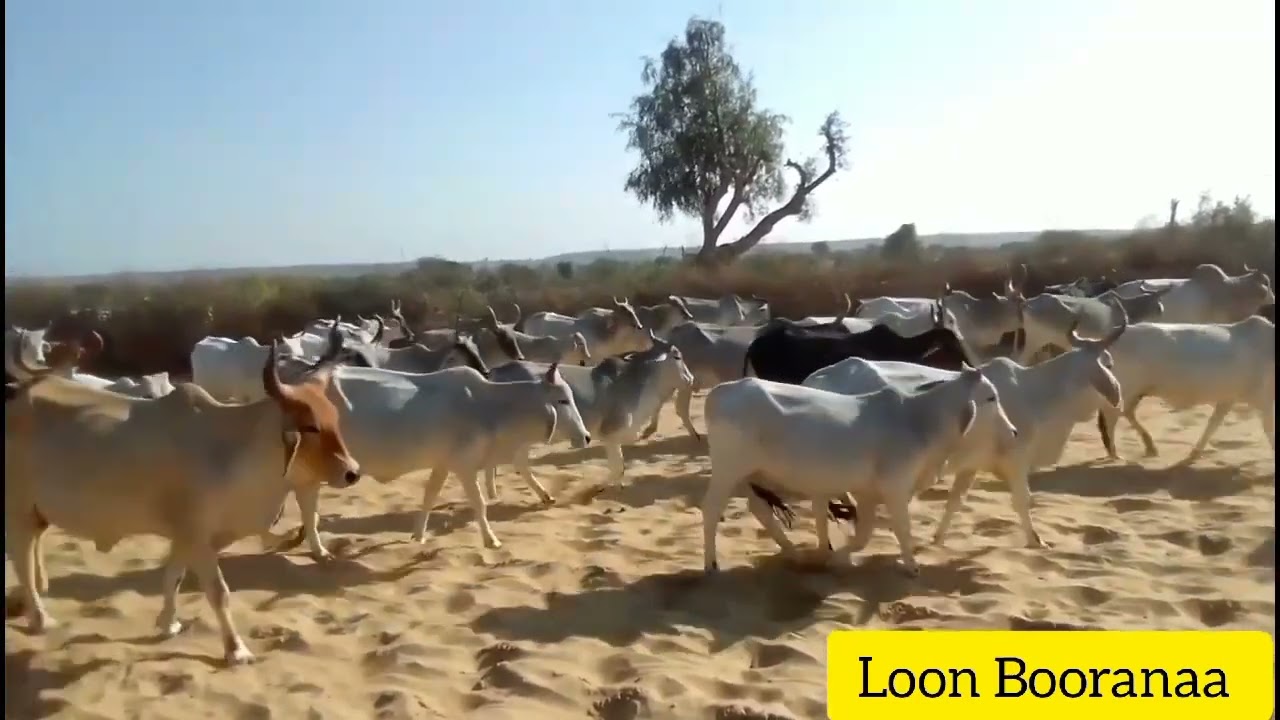 Sirba Loon (Oromo Cultural Song)