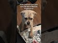 doesn't she know I'm just a baby 🥺😭 #funny #dog #dogmom #dogs #leia #funnycute