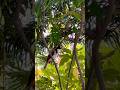 “#Mauritius sings in feathers” # Red-whiskered Bulbul #peaceful #birdsinging