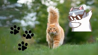 Die Welt der Katzen: Entdeckung, Gesellschaft und Verhalten