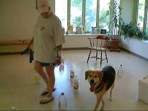 Video: Hævelse Af Optisk Disk I Nethinden Hos Hunde