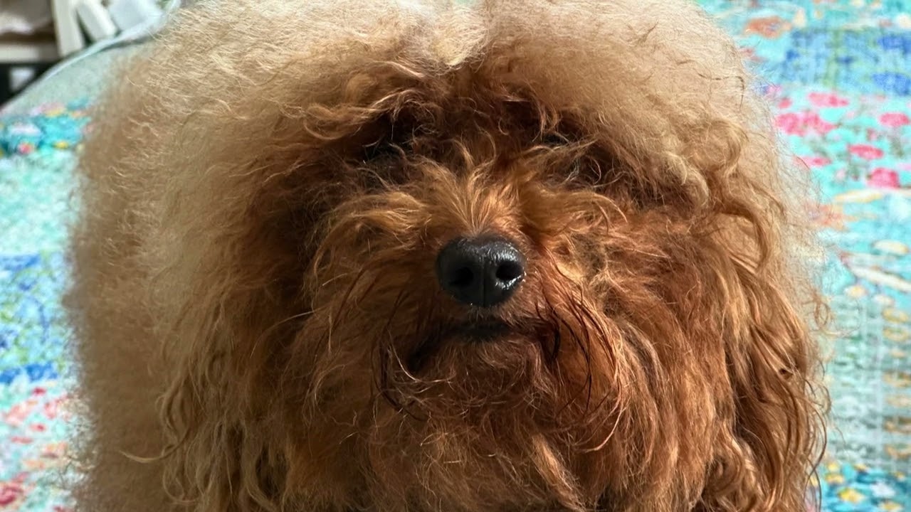 Happy dog                      2026年3月2日