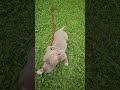First time leash training #americanbully #microbullies #shortvideo #viralvideo