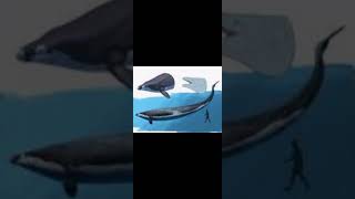 quem foi o basilosaurus #paleontologia