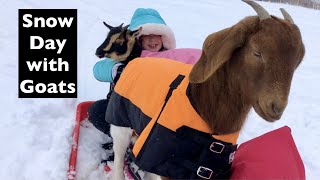 Goat Snow Day! Sledding with Goats!