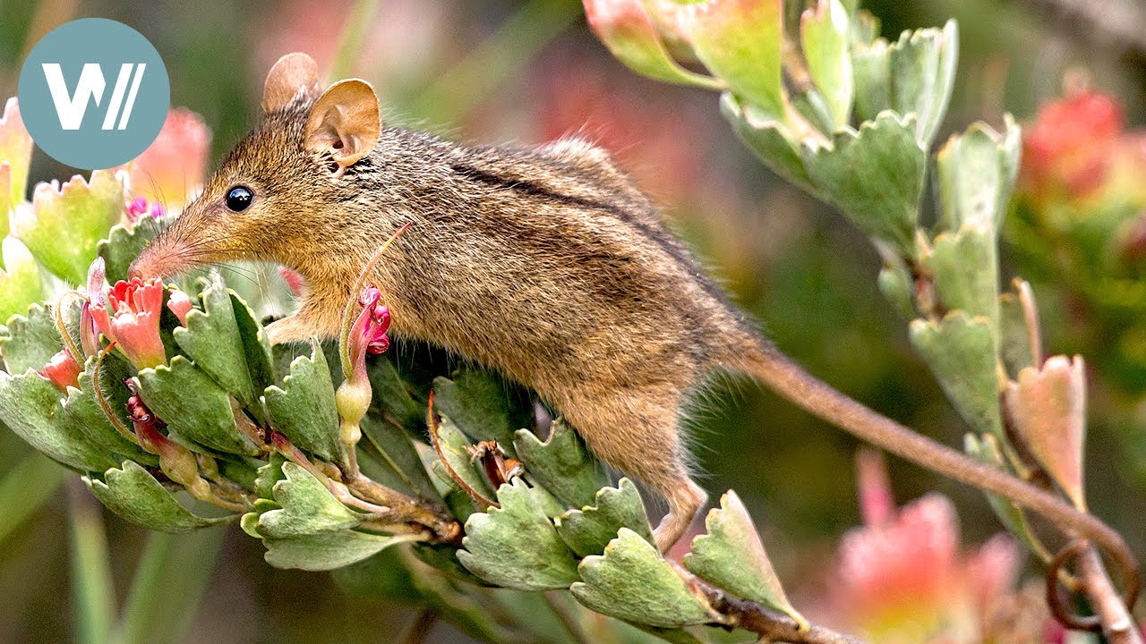 Highway durch Australien - Der Südwesten | Tiere vor der Kamera (2016) | Folge 55/57