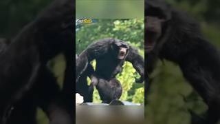 Harmoni Pagi Sepasang Siamang!! #faktahewan#shortvideo