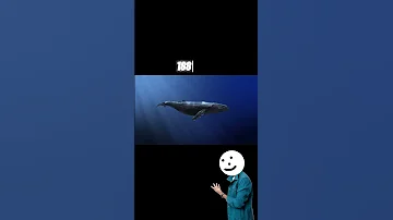 Blue Whale The Loudest Animal On Earth 