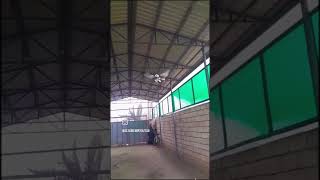 takla show bu güvercinin cinsi bilen yorum atsın#kusum #güvercin #güvercinvideoları #keşfet #miskin