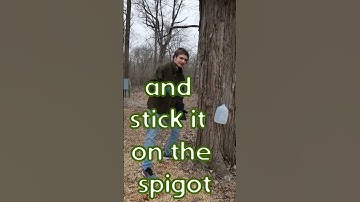 How to tap a tree for Maple Syrup #maplesyrup
