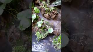 Beautiful Foggy Paludarium #shortvideo #shorts #aquascape #aquarium #paludarium #aquatic