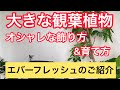 大きな観葉植物が欲しい人は注目！エバーフレッシュのオシャレな飾り方と育て方！