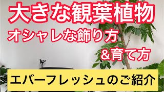 大きな観葉植物が欲しい人は注目！エバーフレッシュのオシャレな飾り方と育て方！