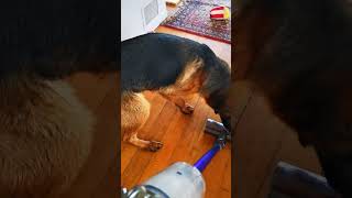 Huey 1 Dyson 0 by goodmorningzara 148 views 1 month ago 1 minute, 28 seconds