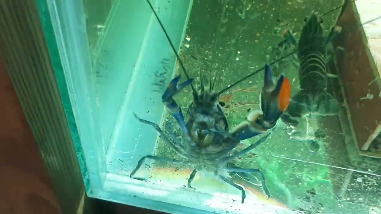 Избавляемся от Этого Растения, слишком Хорошо Растёт!!))