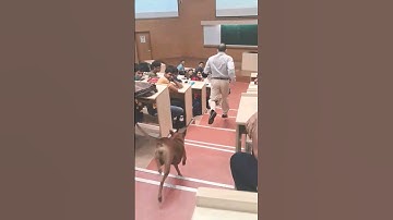 dog in IIT Bombay classroom part 2 #iitbombay #iit #iitvlogs  #funny #shorts
