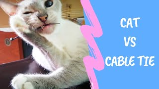 Funny Cat : Cat Vs Cable ties by Oh Hooman 75 views 3 years ago 1 minute, 39 seconds