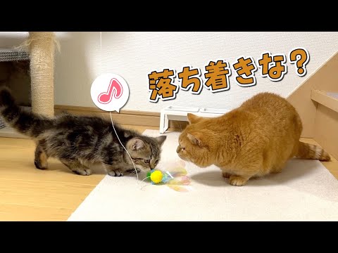 リビング初上陸でハイテンションの子猫から目が離せない先住猫！