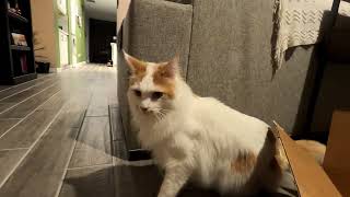 Zeus is 2 years old!  Maine Coon Cat getting bigger by Zeus the Cat 629 views 2 years ago 2 minutes, 26 seconds