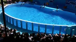 Dolphins show...