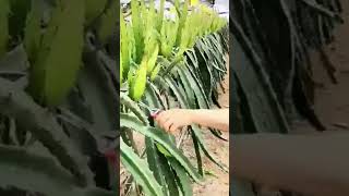 dragon fruit leaf pruning process using simple tools #farming #agriculture #shorts