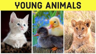 Animals and Their Young Ones - Kids Vocabulary Young Animals - Easy English for Children