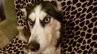 ТРИ ХАСКИ устроили ПОГРОМ в квартире. Хаски разрушитель. ВИДЕЛИ ВИДЕО? на ПЕРВОМ КАНАЛЕ ТРИ ХАСКИ устроили ПОГРОМ в квартире. Хаски разрушитель. ВИДЕЛИ ВИДЕО? на ПЕРВОМ КАНАЛЕ