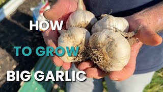 Complete Guide To Growing Garlic #organic #gardening #garden #garlic