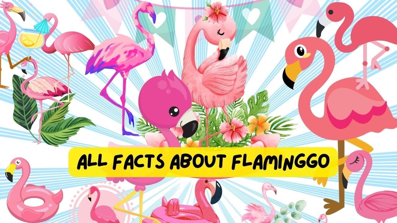 All Facts About Flamingo | Videos for Kids Toddlers - YouTube