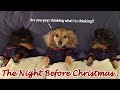 Ep7 dachshund mischief on the night before christmas