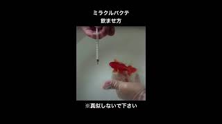 金魚は飲むか ミラクルバクテ Shorts Goldfish S Youtube