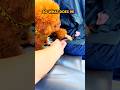 This Dog did a silent deal 😂🌭 🤣 #shorts #shortsfeed #viral #mustwatch #usaanjela #funny
