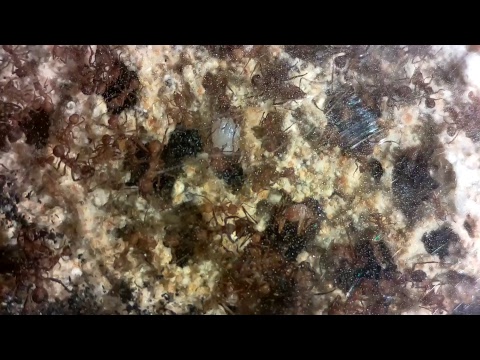 The Antman Live Stream