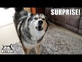 Husky Had SURPRISE Visit From His Friend! Cutest Reunion Ever!